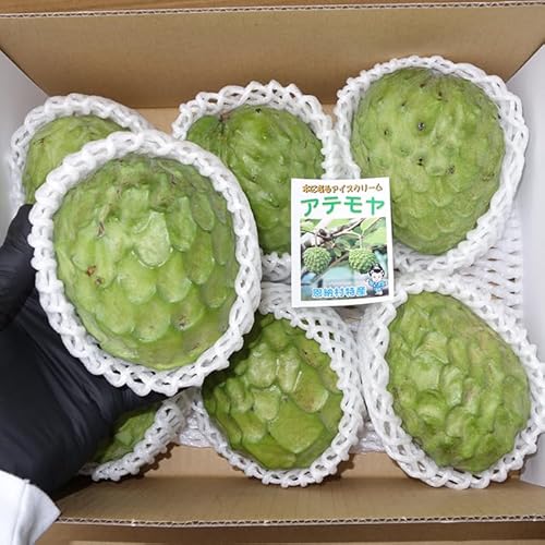 フルーツ アテモヤ」の人気商品一覧 | 安い商品を通販サイトから探す